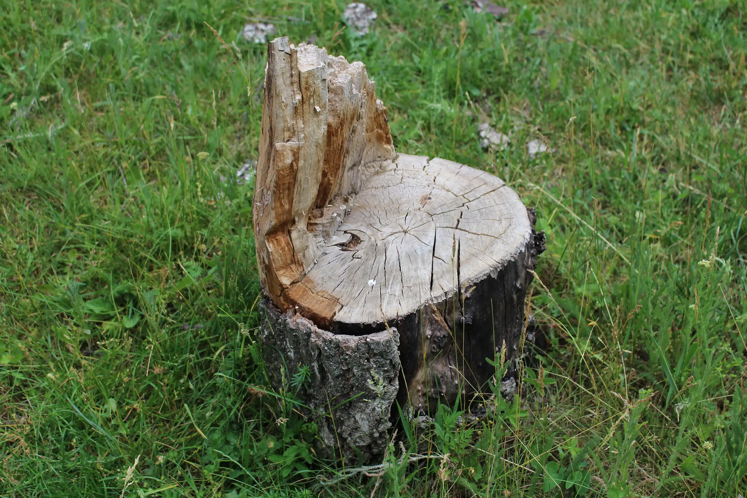 reste d'une souche d'arbre après l'abattage d'un arbre